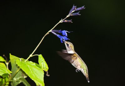 Ruby - Throated Hummingbird