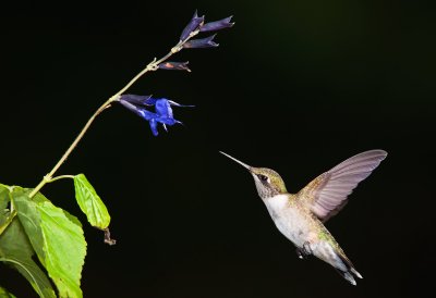 Ruby - Throated Hummingbird