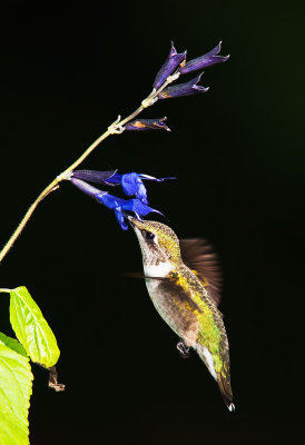 Ruby - Throated Hummingbird