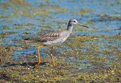 Lesser Yellowlegs