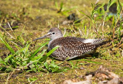 Lesser Yellowlegs