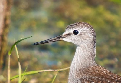 YELLOWLEGS, LESSER