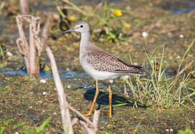 Lesser Yellowlegs