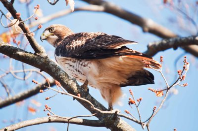 RED-TAILED HAWK