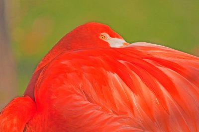 American Flamingo