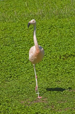 Chilean Flamingo