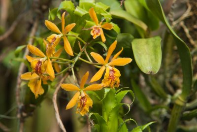 Daniel Stowe Botanical Garden & Orchid Conservancy