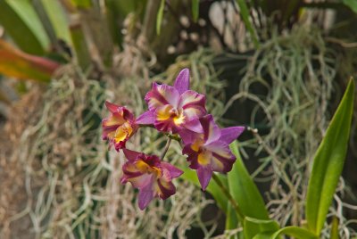 Daniel Stowe Botanical Garden & Orchid Conservancy