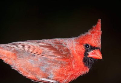 Cardinal