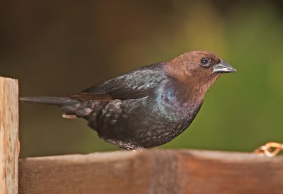 Cowbird, male