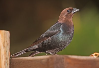 Cowbird, male