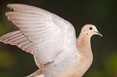 Mourning Dove