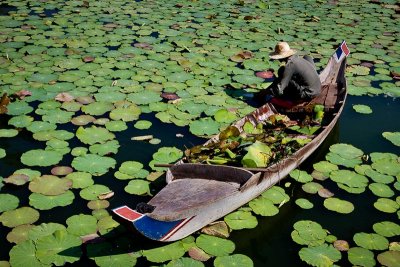 Cleaning the Pond