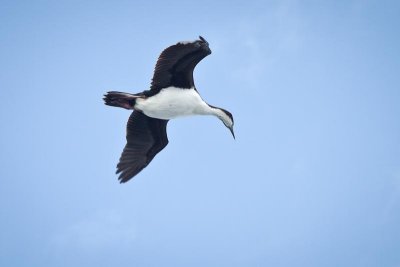 Albatross (1)
