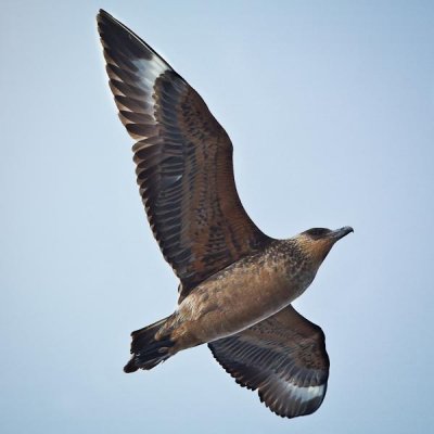 Giant Petrel