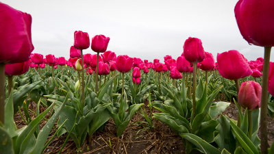 A Tulip Bulb Farm (2)