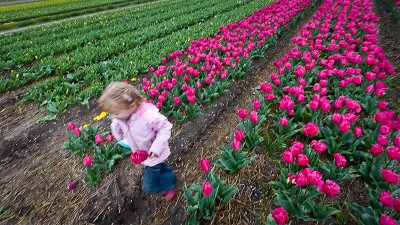 A Tulip Bulb Farm (7)