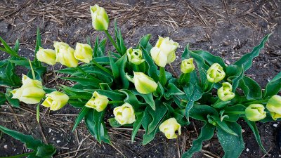 A Tulip Bulb Farm (3)