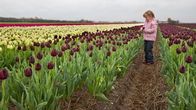 A Tulip Bulb Farm (8)