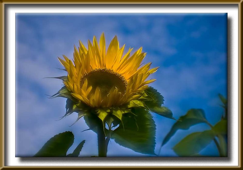 sunflower...