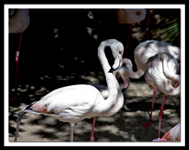 flamingo 's...