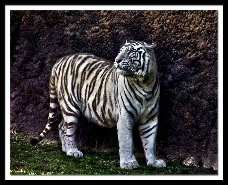  beautiful white tiger...