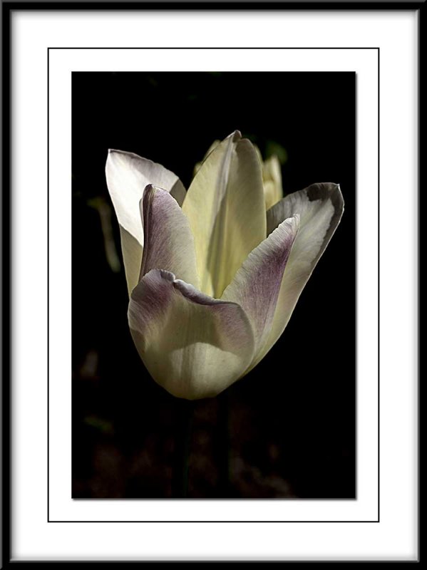 new tulip in the garden this Spring 2011...