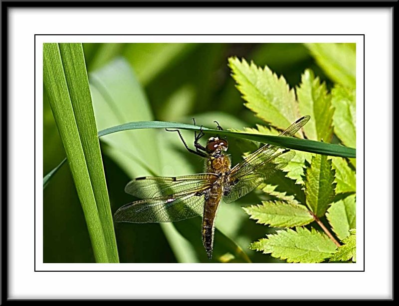  dragonfly...