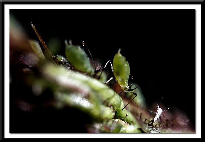 aphids on my roses...