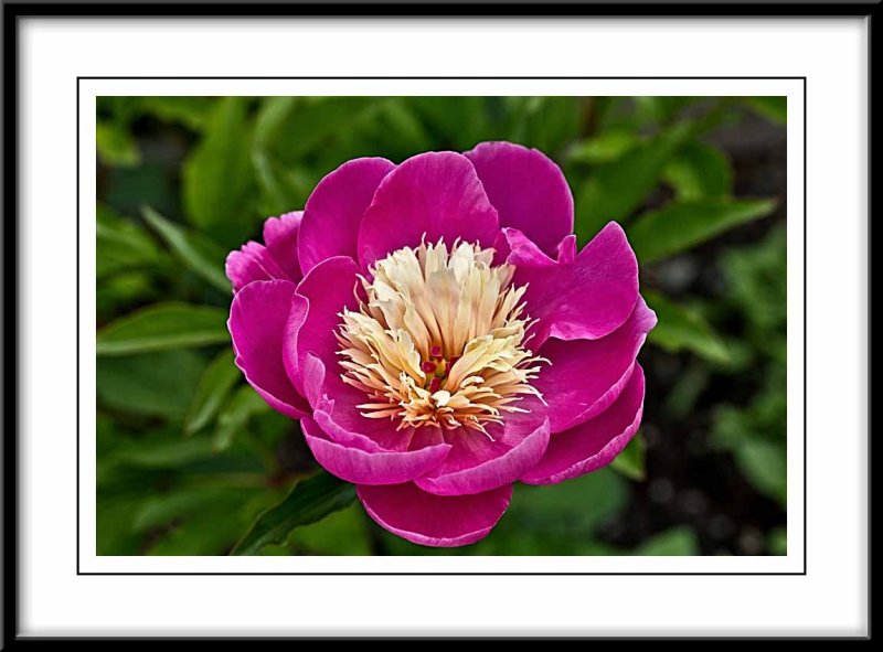 A new peony in my garden...
