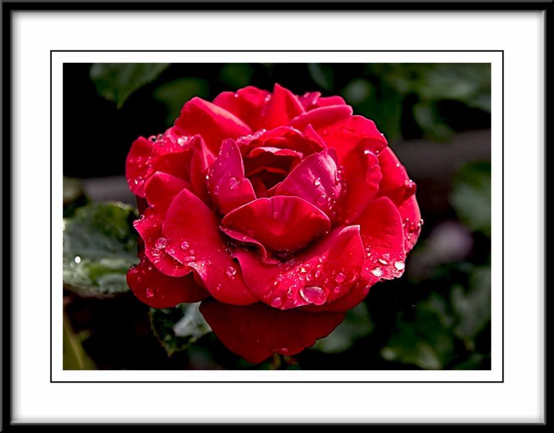 raindrops on the velvety red rose...
