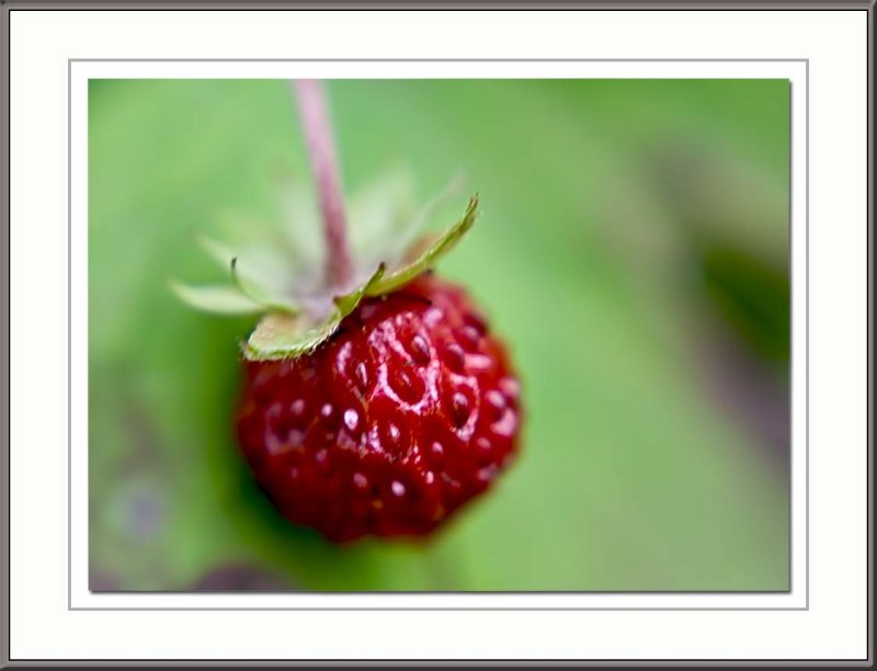 wild strawberry...