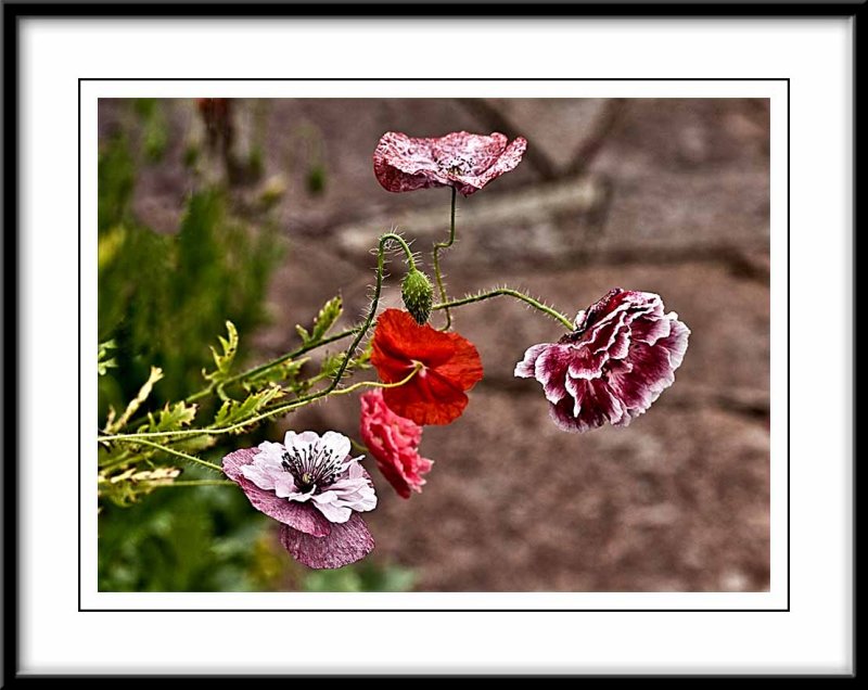 Shirley double poppies...