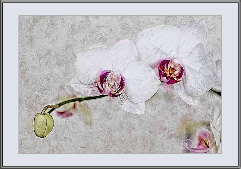 white orchids sketch....