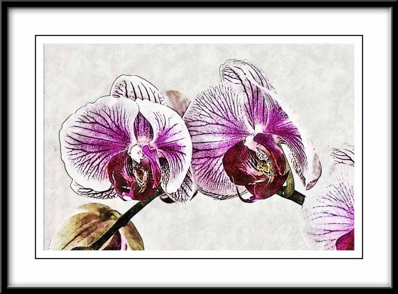 on the orchids I worked with the architectural sketch ...
