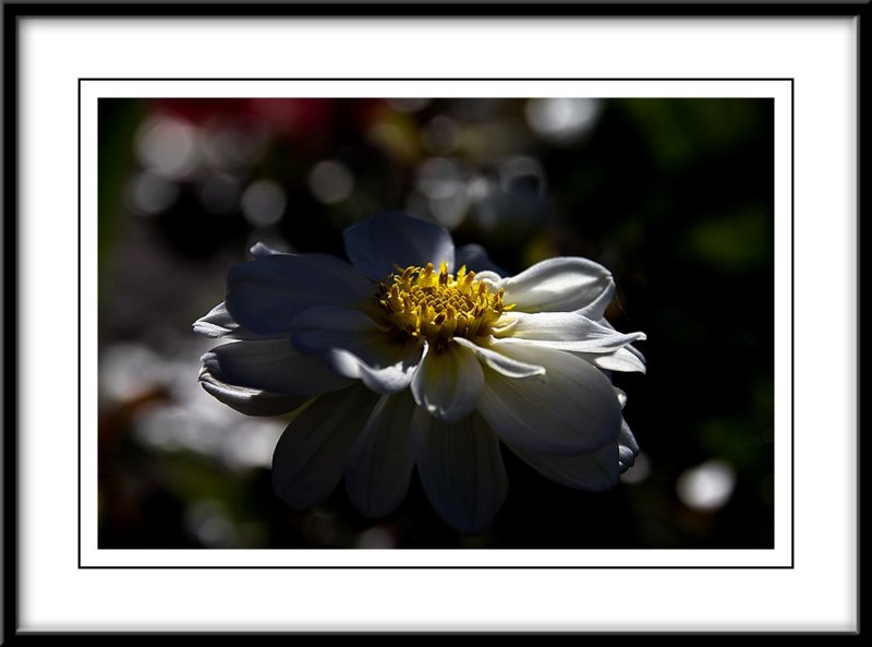 a pretty white dahlia...