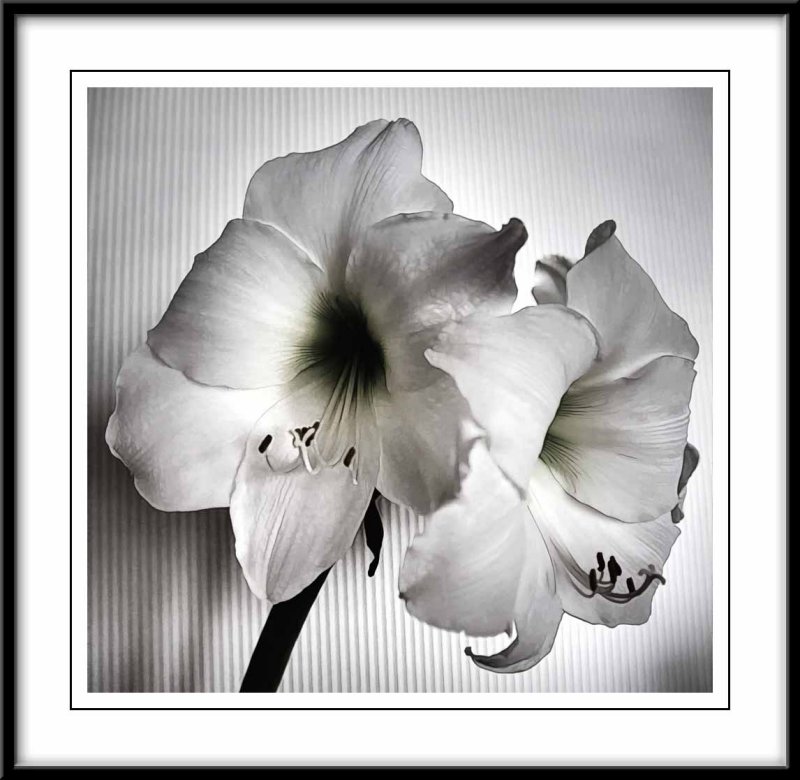 amaryllis...