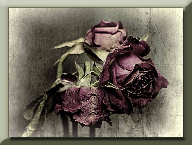 a faded trio of red roses...
