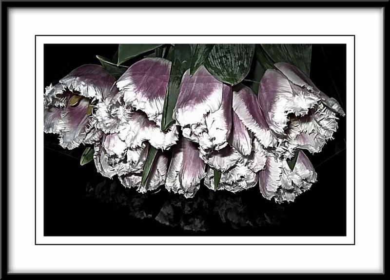 tulips with a touch of the Topaz BW plugin...