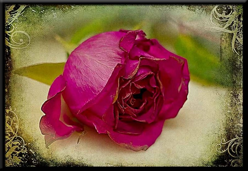 fading fushia rose...