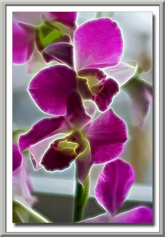 orchids...