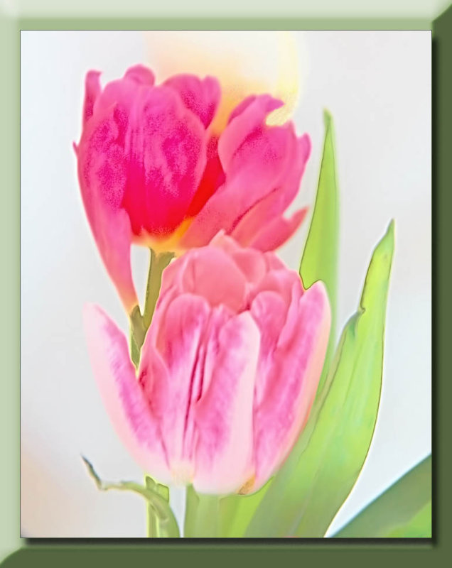 Spring tulips...