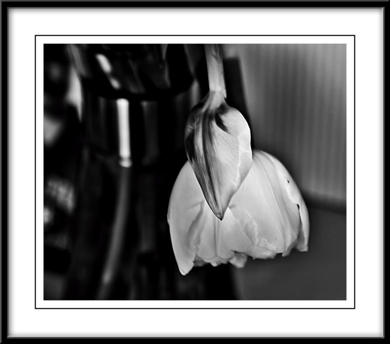 light and shadow tulip...