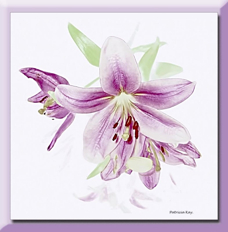 lillies in lilac tones...