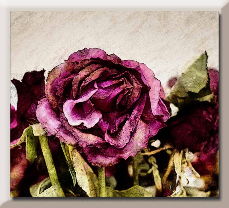 faded roses...