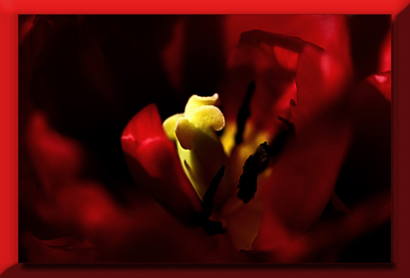 red tulip...