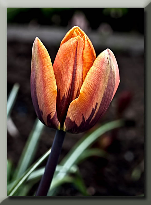 orange tulip with a plum colored design...
