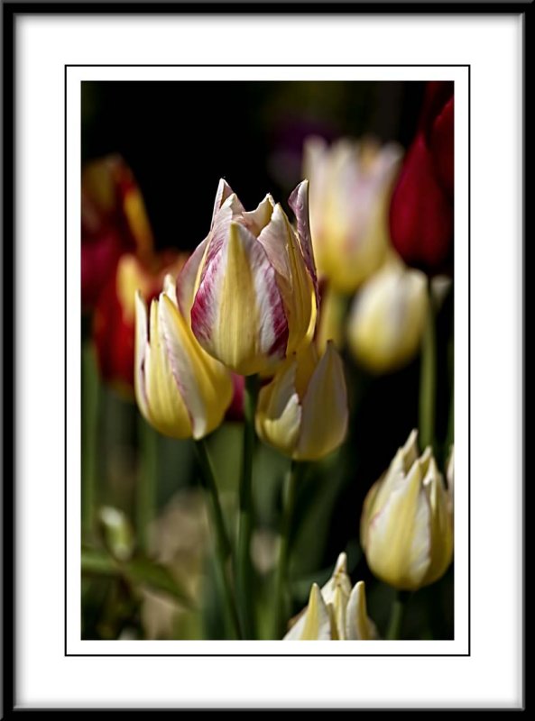 tulips with up to three blooms on one stem...