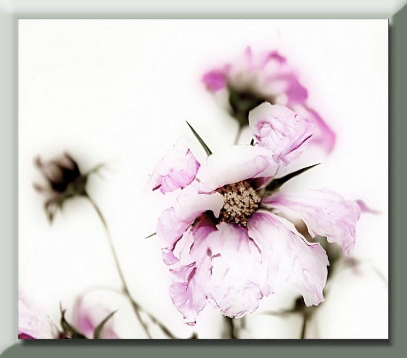 fading pink cosmos...