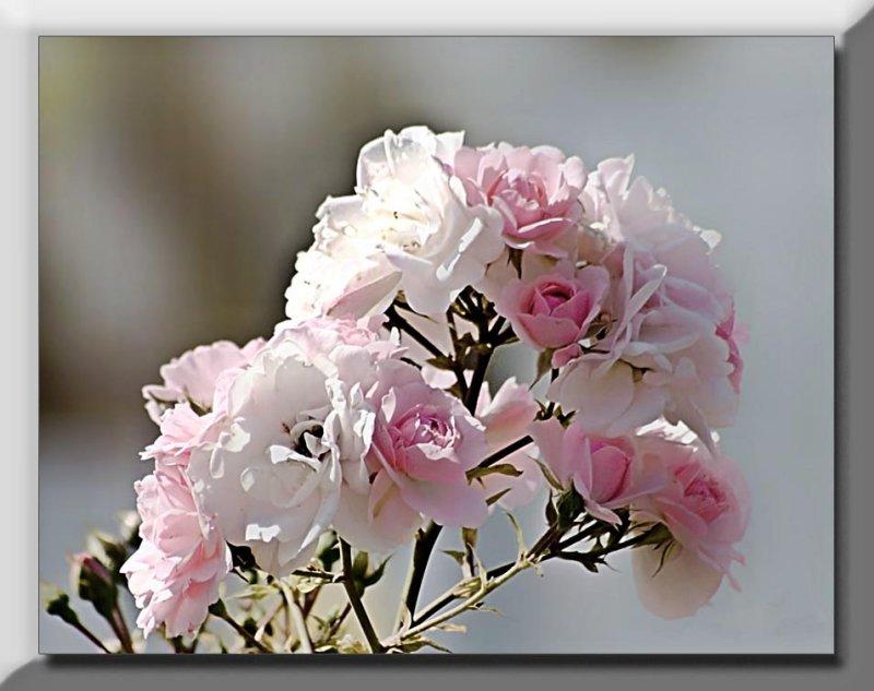 pink to white roses...